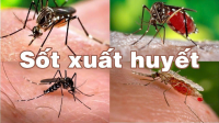 TUYÊN TRUYỀN PHÒNG CHỐNG BỆNH SỐT XUẤT HUYẾT TRONG TRƯỜNG HỌC